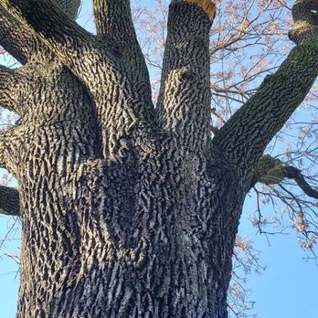 Clean Edge Tree Service & Removal - Tree Services Near Me - Denton, Texas Clean Edge Tree Service & Removal - Tree Services Near Me - Denton, Texas