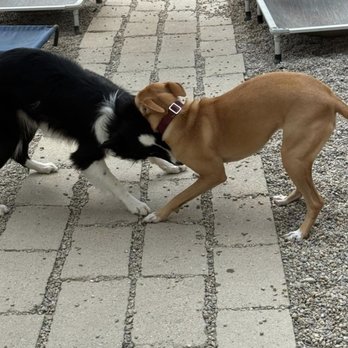 Hollywood Hounds Pet Spa - Playing with her buddy - Pet Groomers Near Me Hollywood Hounds Pet Spa - Playing with her buddy - Pet Groomers Near Me