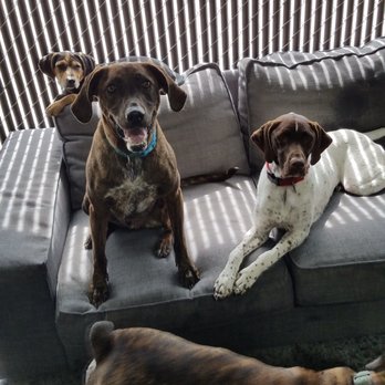 BoundingHound - Play area. Happy pups. - Pet Training Near Me - Coralville, Iowa BoundingHound - Play area. Happy pups. - Pet Training Near Me - Coralville, Iowa