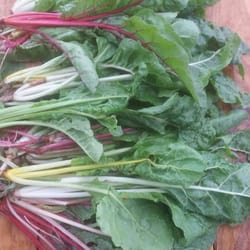 Providence Farms - Rainbow swiss chard