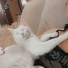 Humane Society of Bergen County gift card
