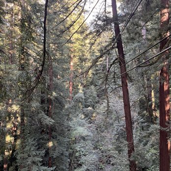 Mount Hermon Adventures - zipline view - Challenge Courses Near Me - Mount Hermon, California