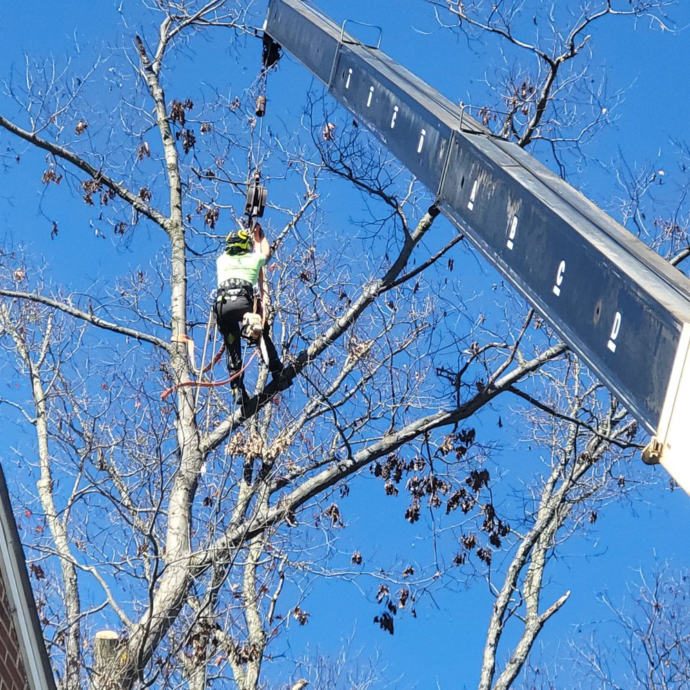 WildMiller Tree Service - tree service in Cranberry Twp, PA