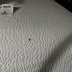 Holiday Inn Express & Suites Morristown - Bug