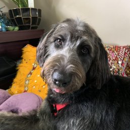 Looking great after my Grooming /Spa visit at Dogtopia in Oakbrook Terrace!! Looking great after my Grooming /Spa visit at Dogtopia in Oakbrook Terrace!!