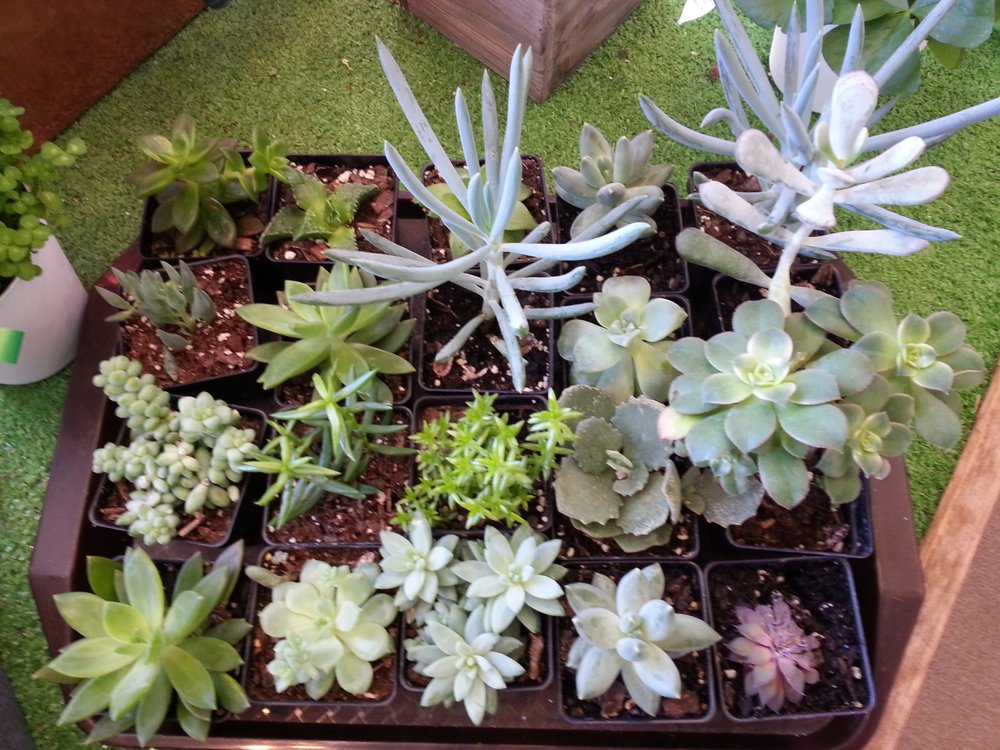 COLONIAL FLOWER SHOP 27 Photos & 11 Reviews UPDATED Florists 20