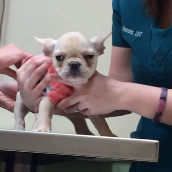 South Bosque Veterinary Clinic - Hazel's first visit - Veterinarians Near Me - Waco, Texas South Bosque Veterinary Clinic - Hazel's first visit - Veterinarians Near Me - Waco, Texas
