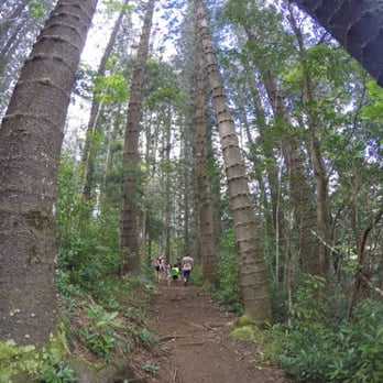 Judd Trail - Hiking Near Me - Honolulu, Hawaii