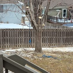Absolute Tree Service