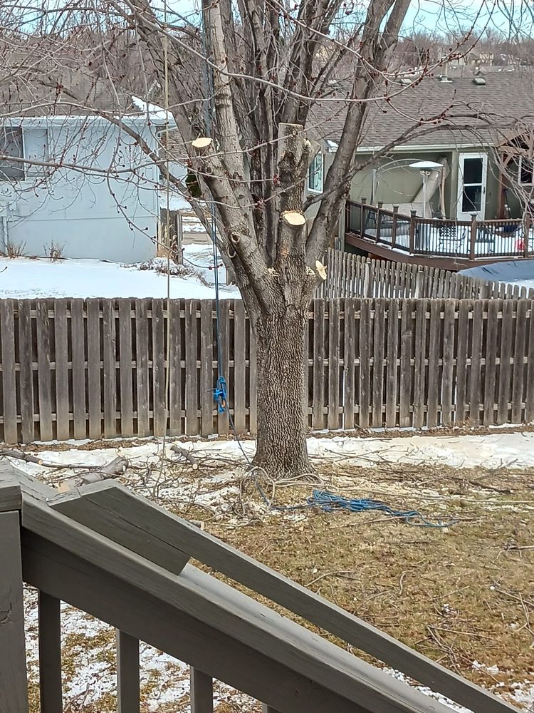 Absolute Tree Service - tree service in Washington, NE