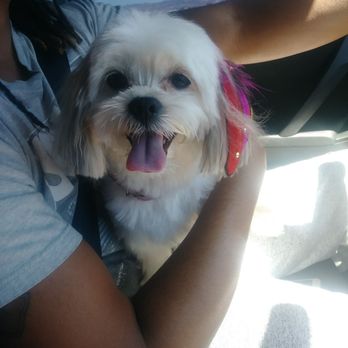 Paw Palace - Pet Groomers Near Me - Henderson, Nevada
