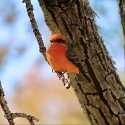 Mountain View Park - Vermillion flycatcher