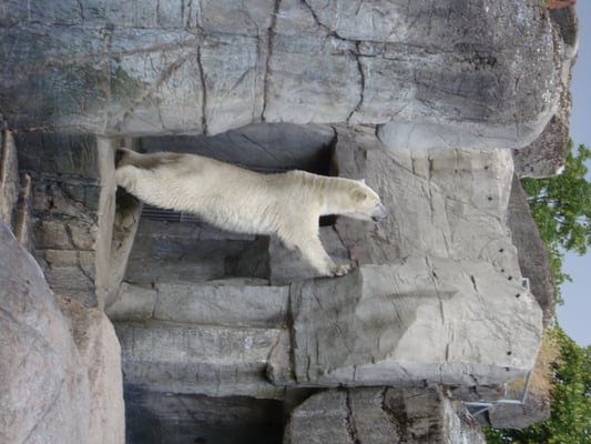 Copenhagen Zoo by null