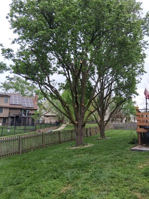 Alvarado Tree Services on Yelp