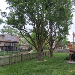 Alvarado Tree Services