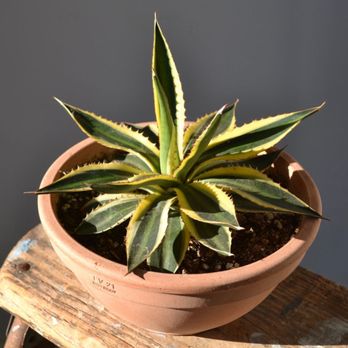Flowerkraut - Potted cactus - Florists Near Me - Hudson, New York Flowerkraut - Potted cactus - Florists Near Me - Hudson, New York