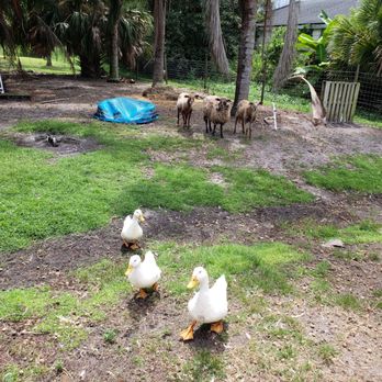 Carlsward Farms - Bill and Rebecca Lewis of Fort Lauderdale visiting Carlsward Farms in Vero Beach, Florida. - Attraction Farms Near Me - Vero Beach, Florida