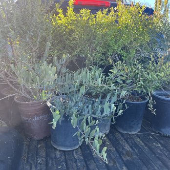 Gavilan Springs Nursery - Bushes - Nurseries & Gardening Near Me - Perris, California