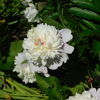 Pie in the Sky Farm B & B - Peonies in the garden - Bed & Breakfast Near Me - Marshfield, Vermont Pie in the Sky Farm B & B - Peonies in the garden - Bed & Breakfast Near Me - Marshfield, Vermont