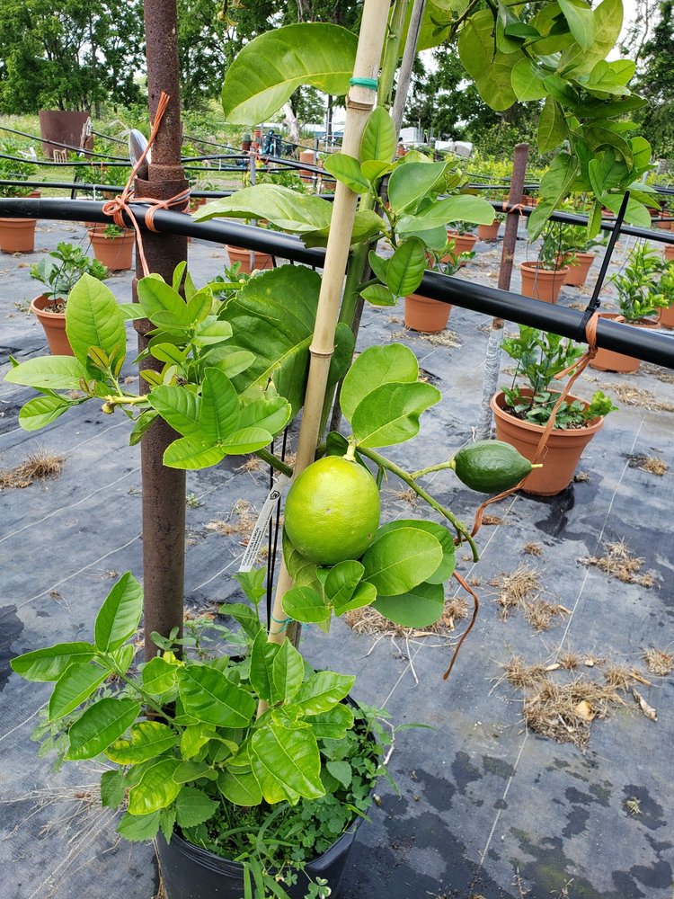 CHIA SIN FARMS Updated October 2024 26 Photos 215 Quakertown Rd, Pittstown, New Jersey