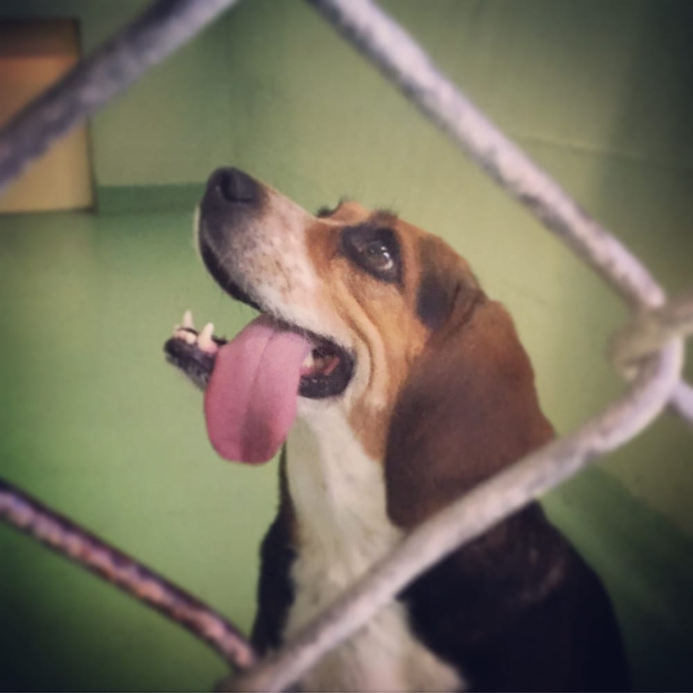 Animal Protection Society of Durham Image