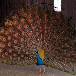 Jardin Royal - Le paon, en février 2005
