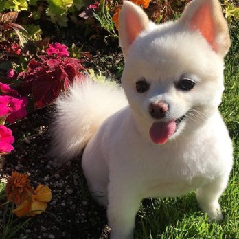 Dog Grooming By Martine - Pet Groomers Near Me - Beaverton, Oregon