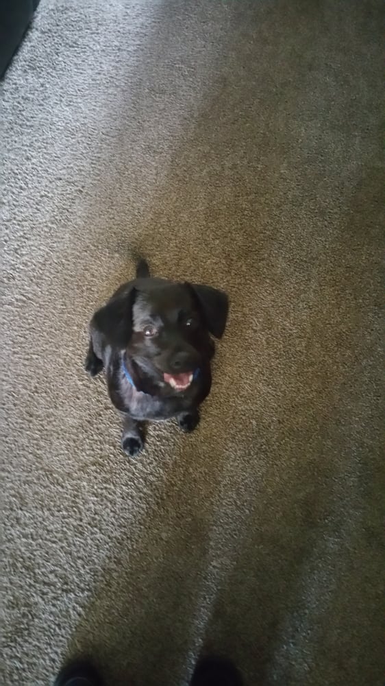 SUSAN’S DOG GROOMING SALON Updated October 2024 600 N 4th Ave