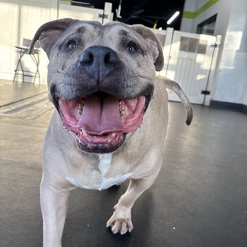 PSS Pet Hotel - Upland - Pet Boarding Near Me - Upland, California PSS Pet Hotel - Upland - Pet Boarding Near Me - Upland, California