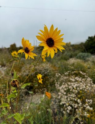 North Etiwanda Preserve by null