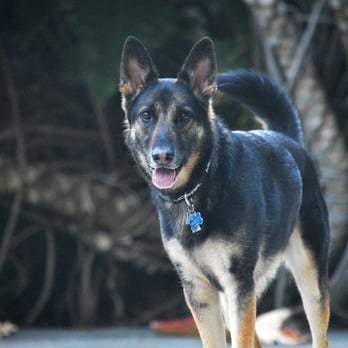 Walk'n Wag'n Pets - Sam - Dog Walkers Near Me