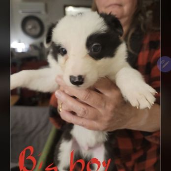 Misty Mountain Border Collies - Pet Breeders Near Me