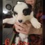 Photo of Misty Mountain Border Collies