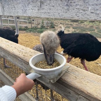 Ostrichland USA - Attraction Farms Near Me - Solvang, California Ostrichland USA - Attraction Farms Near Me - Solvang, California