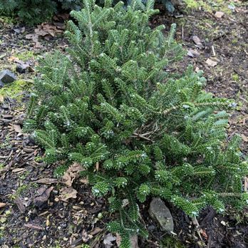Kigi Nursery - Abies k. 'Oberon' - Nurseries & Gardening Near Me - Kelso, Washington