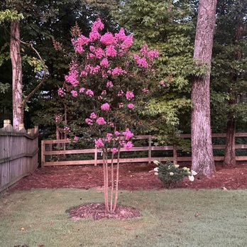 Lost Mountain Nursery - Lost Mountain was the only nursery that I could find that carried this color of crepe Myrtle!  My parents had this color in our front yard! - Nurseries & Gardening Near Me - Dallas, Georgia