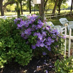 Vine Creek Nursery - Clematis we grow at our nursery