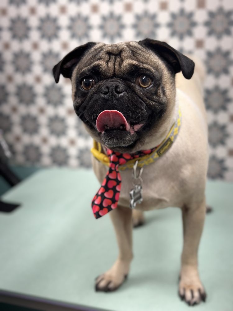 HAPPY TAILS MOBILE GROOMING Updated August 2024 Imperial