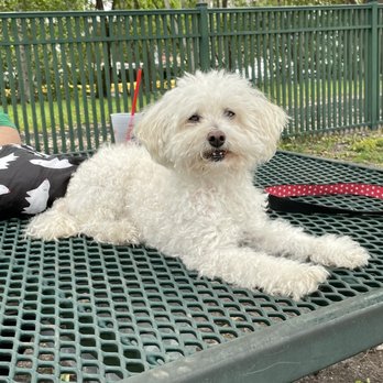 Kennedy Park Dog Park - Lulu the Poodle - Dog Parks Near Me - Coconut Grove, Florida