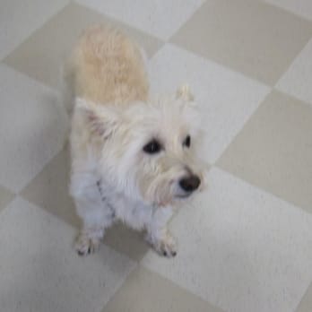 Accents in Glass - This is Jake. He was just visiting but he was a really sweet dog. - Arts & Crafts Near Me - Hampton, New Hampshire Accents in Glass - This is Jake. He was just visiting but he was a really sweet dog. - Arts & Crafts Near Me - Hampton, New Hampshire