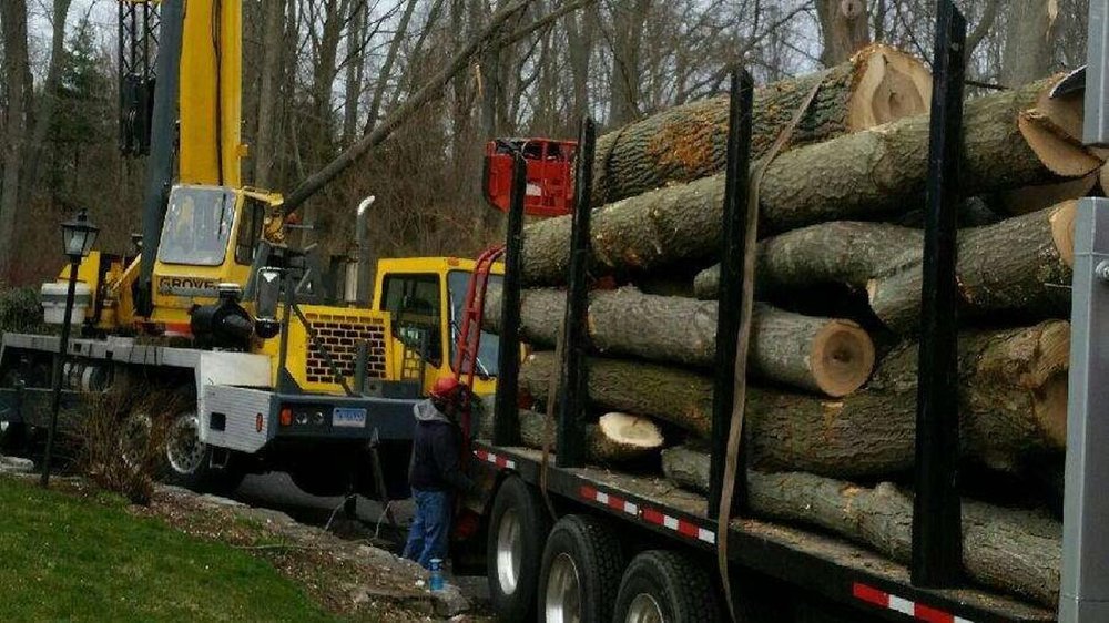 Redwood Tree Company - tree service in Bridgeport, CT