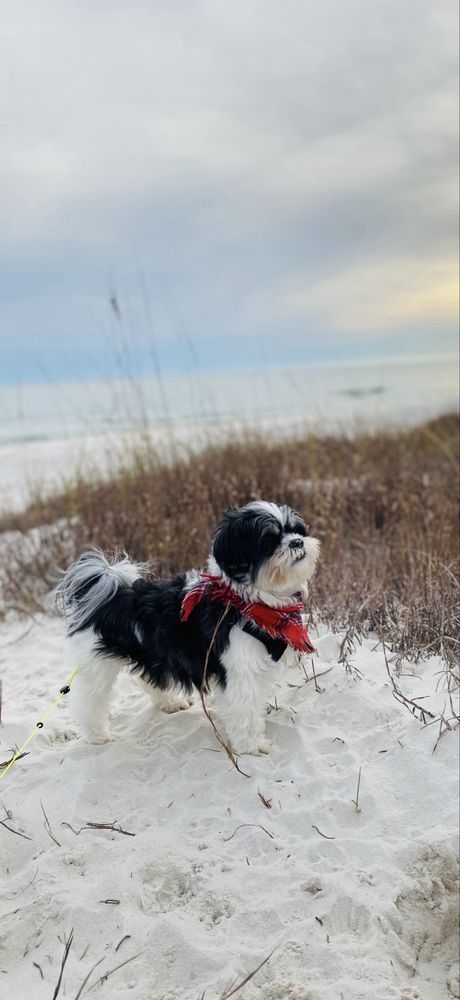 o Jupiter Florida Real Estate For Sale