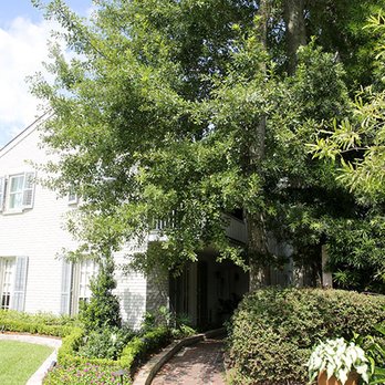 Lookin Good Treeman Service  - BEFORE TREE REMOVAL - Tree Services Near Me - Kenner, Louisiana