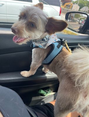 Buy designer dogs bristol Best Sale