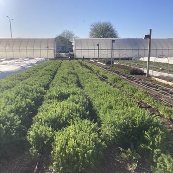 Steadfast Farm - rows of plants in a greenhouse - Pick Your Own Farms Near Me - Mesa, Arizona