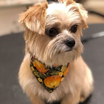 Petco - Jagger - 11/19 - Pet Groomers Near Me - Signal Hill, California Petco - Jagger - 11/19 - Pet Groomers Near Me - Signal Hill, California