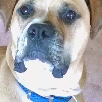 carol house spay and neuter