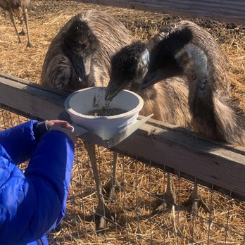 Ostrichland USA - Emus - Attraction Farms Near Me - Solvang, California Ostrichland USA - Emus - Attraction Farms Near Me - Solvang, California