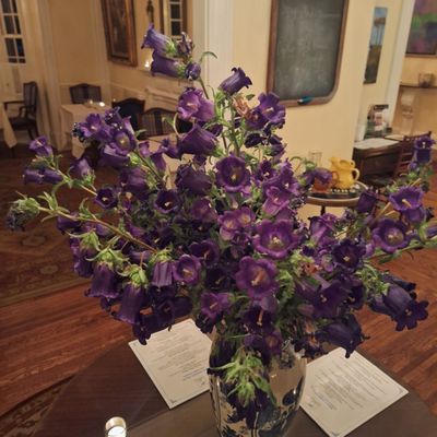 The French Goat by null