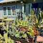 Photo of Ventura Cactus and Succulents